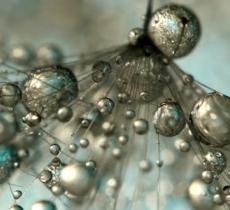 Le gocce di rugiada: gli scatti fotografici di Sharon Johnstone