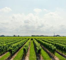 Agricoltura biodinamica: come funzionano le coltivazioni?