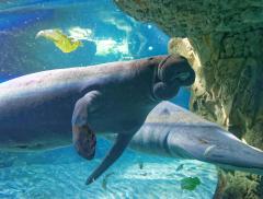 Acquario di Genova, un “tuffo” virtuale tra squali e pesci tropicali - In a Bottle