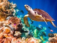 Il Metabolismo degli Animali Marini e l’Importanza della Fauna  – In a Bottle