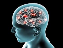 Scoperta una proteina nel cervello che attiva lo stimolo della sete