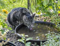 Giornata mondiale degli animali, l’importanza dell’acqua per i pet