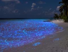 Isola di Vaadhoo: il mare stellato delle Maldive 