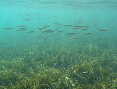 Come proteggere gli ecosistemi marini a livello mondiale