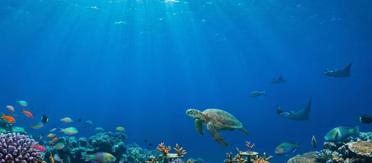 Giornata Mondiale degli Oceani 2026 “REIMAGINE” e una nuova visione del mare