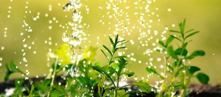 Acqua della pasta per le piante, un vero toccasana