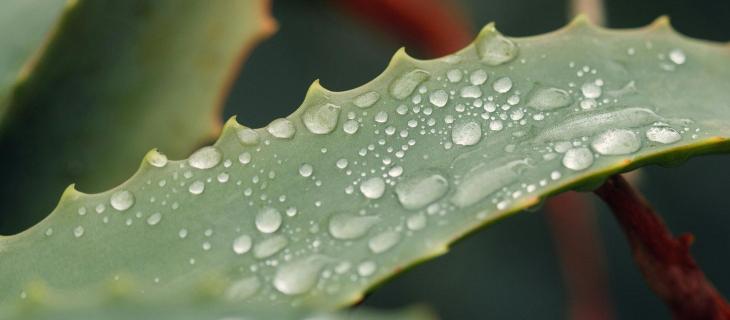 Dall’interno alla superficie: i benefici idratanti dell’aloe