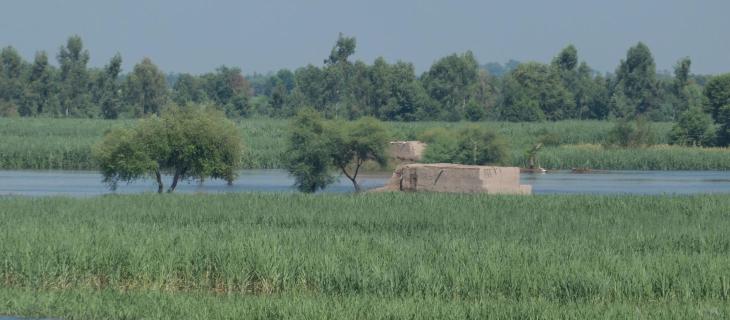 Acquaponica: una soluzione sostenibile che unisce agricoltura e risparmio d’acqua