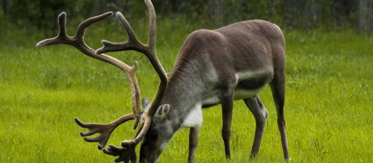 Finlandia, Svezia e Danimarca sul podio della sostenibilità europea
