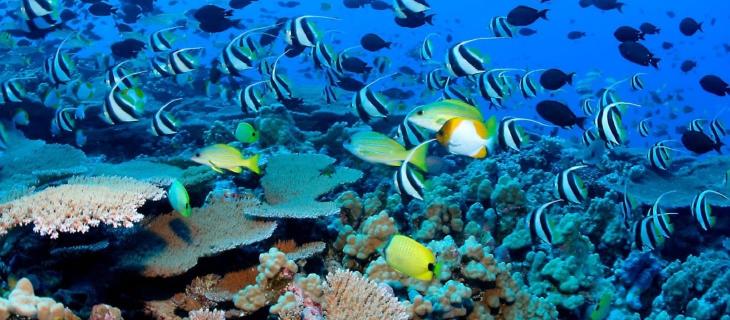 Creature e vita sott'acqua: un'app te le fa scoprire alt_tag