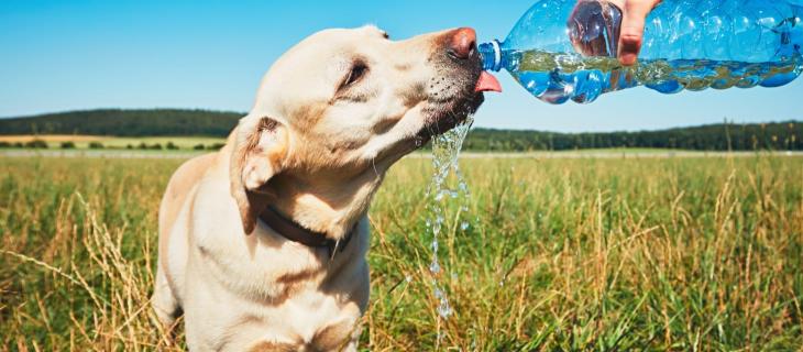 Come e quando idratare i cani in estate - In a Bottle 