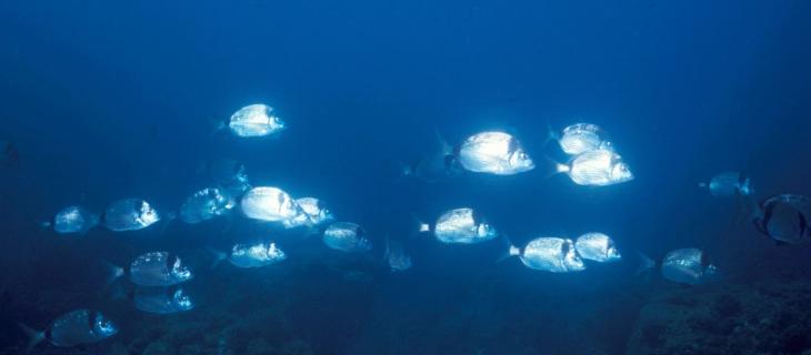 Costiera ligure e Portofino, un’area marina ricca di biodiversità