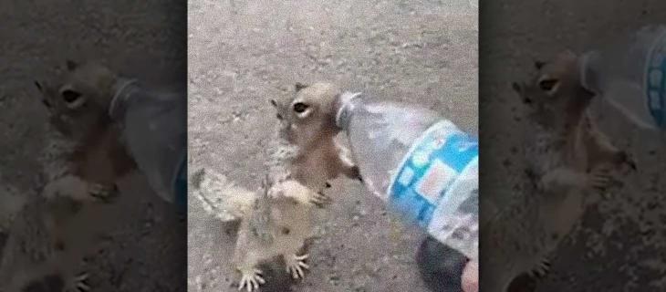 Scoiattolo assetato chiede acqua ad un bambino, il video è virale