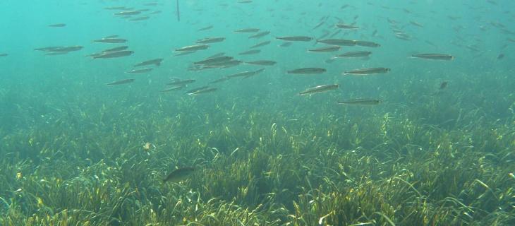 Come proteggere gli ecosistemi marini a livello mondiale